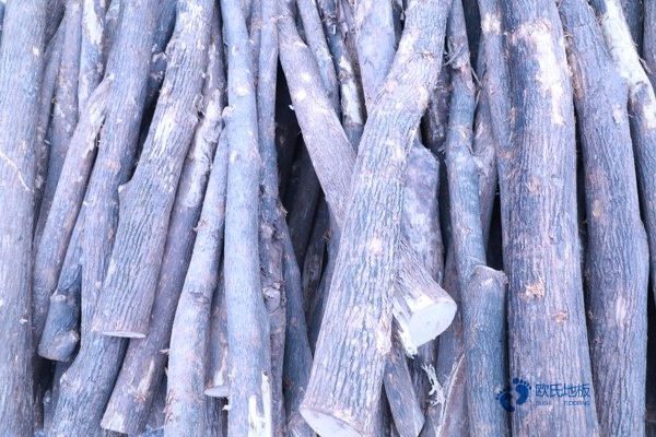 柞木運動籃球木地板價格是多少